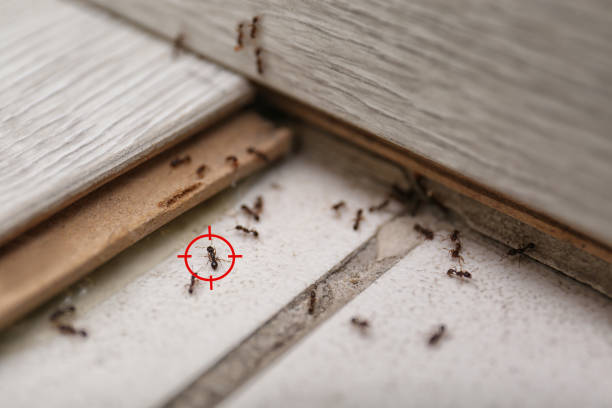 Pest Prevention Services in Strasburg, VA