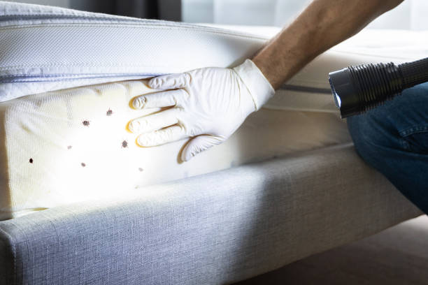 Best Residential Pest Control  in Strasburg, VA