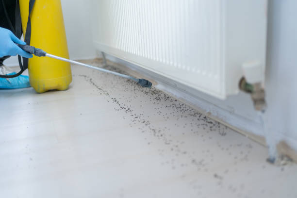 Best Flea Control Services  in Strasburg, VA